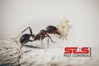 SES Ant Control Melbourne image 3